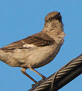 Northern Mockingbird