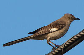 Northern Mockingbird