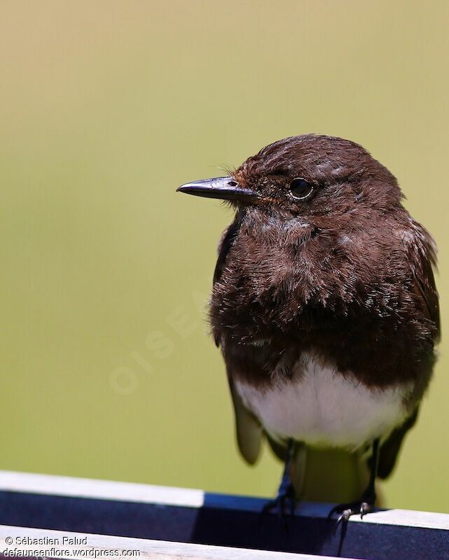 Black Phoebe