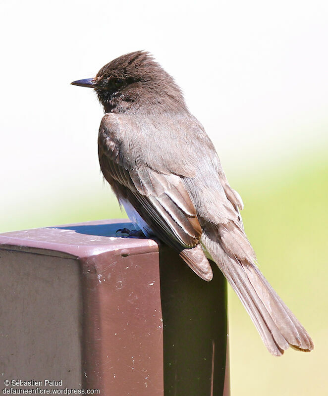 Black Phoebe