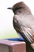 Black Phoebe