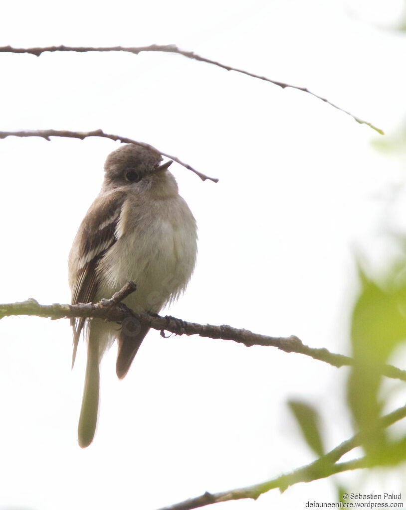 Least Flycatcheradult, identification