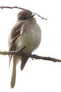 Least Flycatcher