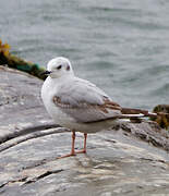 Bonaparte's Gull