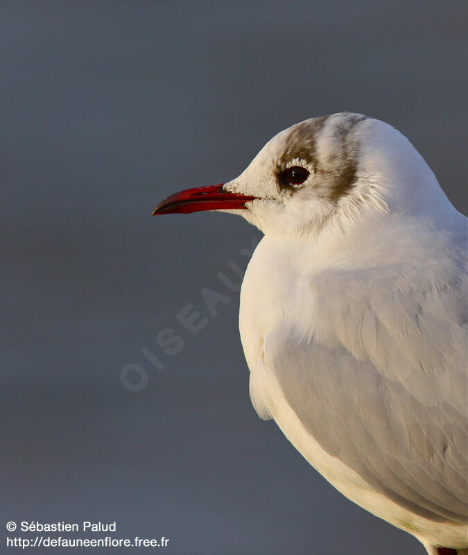 Mouette rieuse