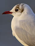 Mouette rieuse