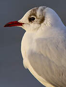 Black-headed Gull