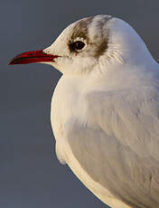 Mouette rieuse