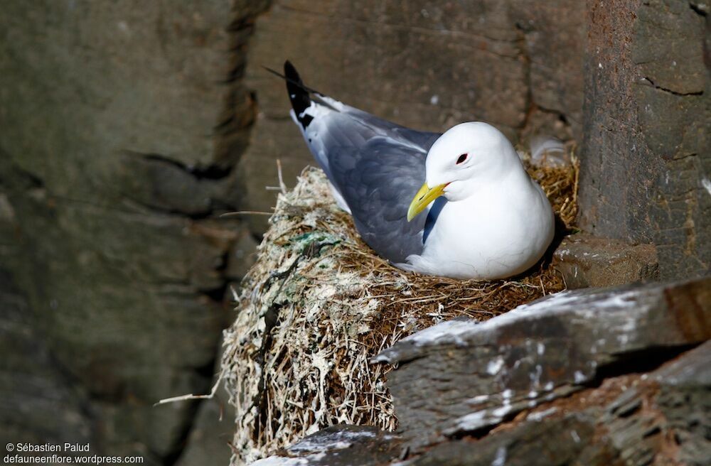 Mouette tridactyleadulte nuptial, Nidification