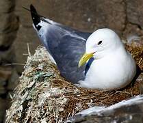 Black-legged Kittiwake