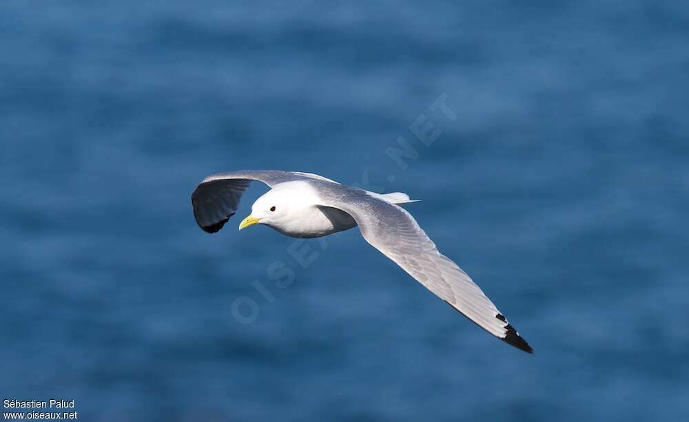 Black-legged Kittiwakeadult breeding, Flight