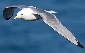 Black-legged Kittiwake