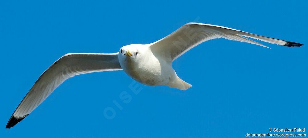 Mouette tridactyleadulte nuptial, Vol