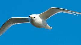 Mouette tridactyle