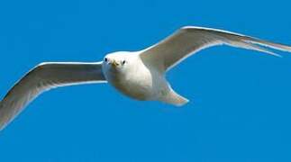 Black-legged Kittiwake