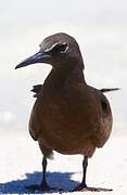 Brown Noddy