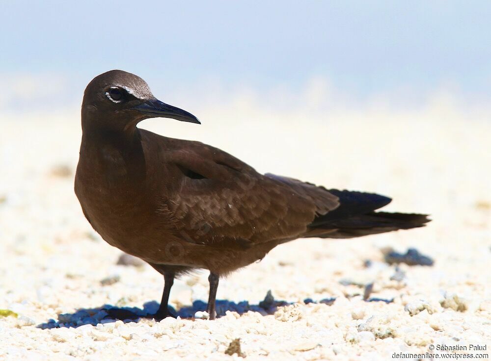 Brown Noddy