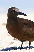 Brown Noddy