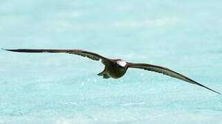 Brown Noddy