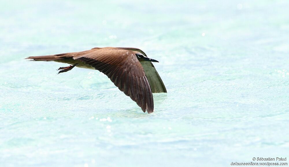 Brown Noddy