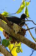 Black Noddy