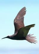 Black Noddy