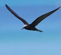 Black Noddy