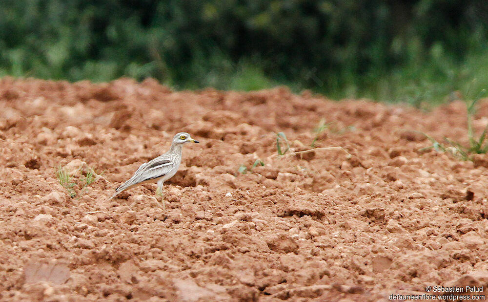 Eurasian Stone-curlewadult