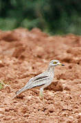 Eurasian Stone-curlew