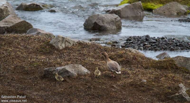 Pink-footed Goose, habitat, camouflage, walking