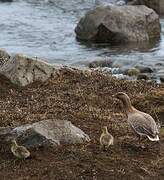 Pink-footed Goose