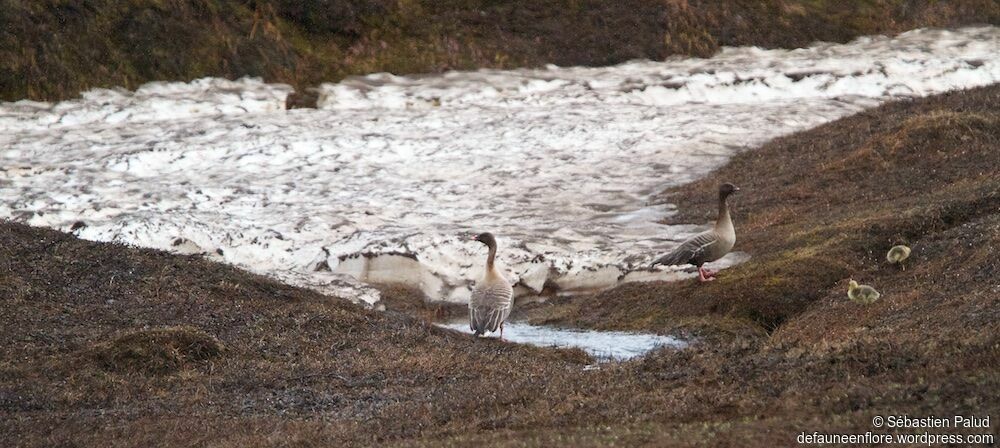 Pink-footed Goose, habitat, walking