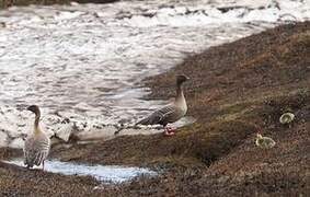 Pink-footed Goose