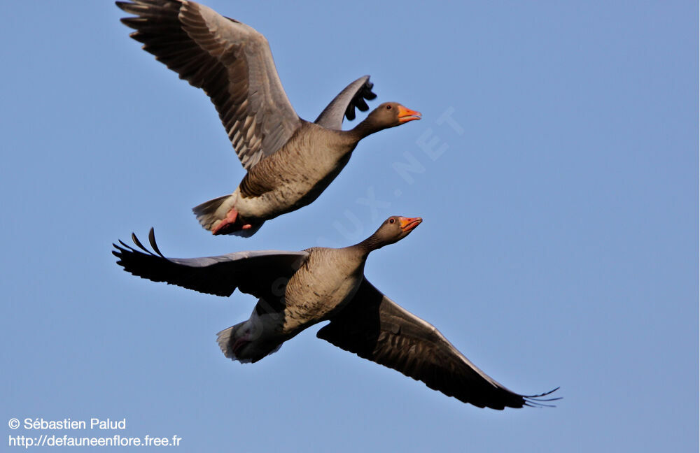 Greylag Goose