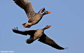 Greylag Goose