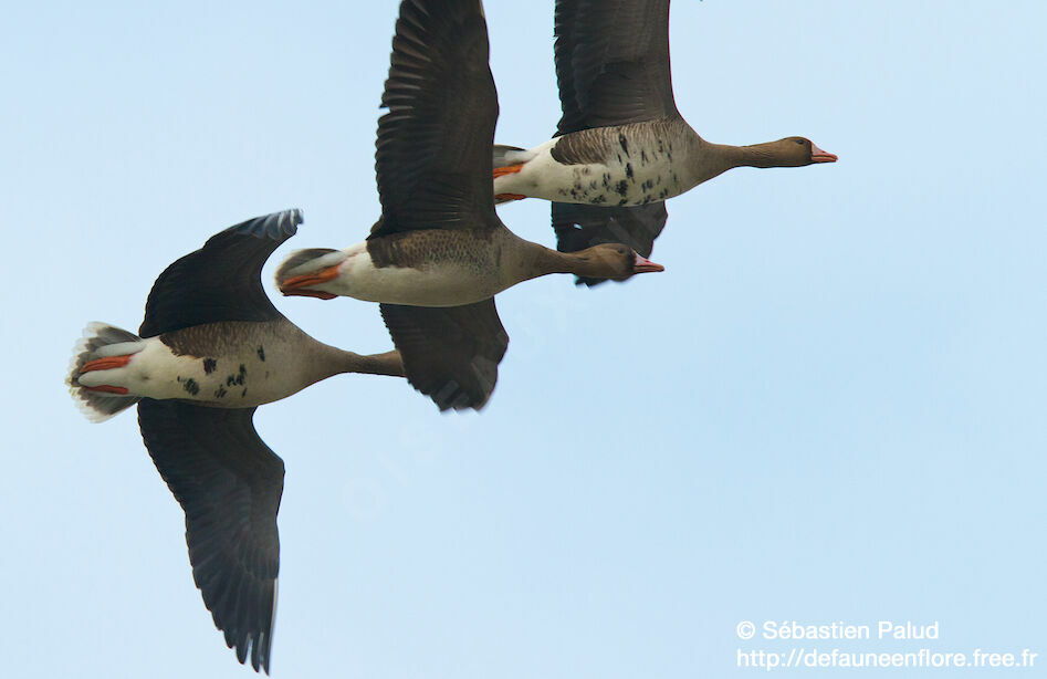 Greater White-fronted Goose