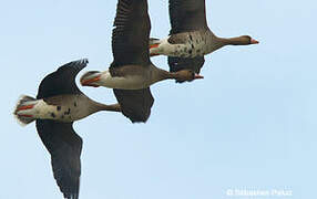 Greater White-fronted Goose