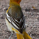 Oriole à ailes blanches
