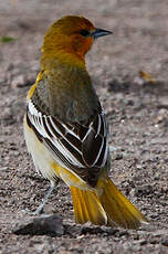 Oriole à ailes blanches