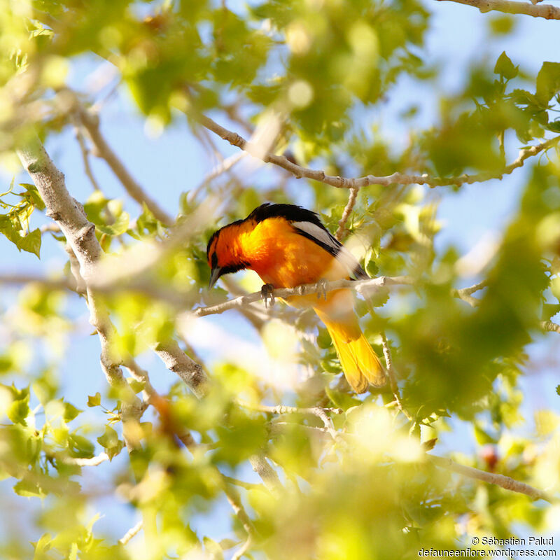 Oriole à ailes blanches mâle adulte