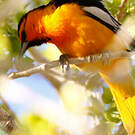 Oriole à ailes blanches