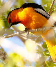 Oriole à ailes blanches