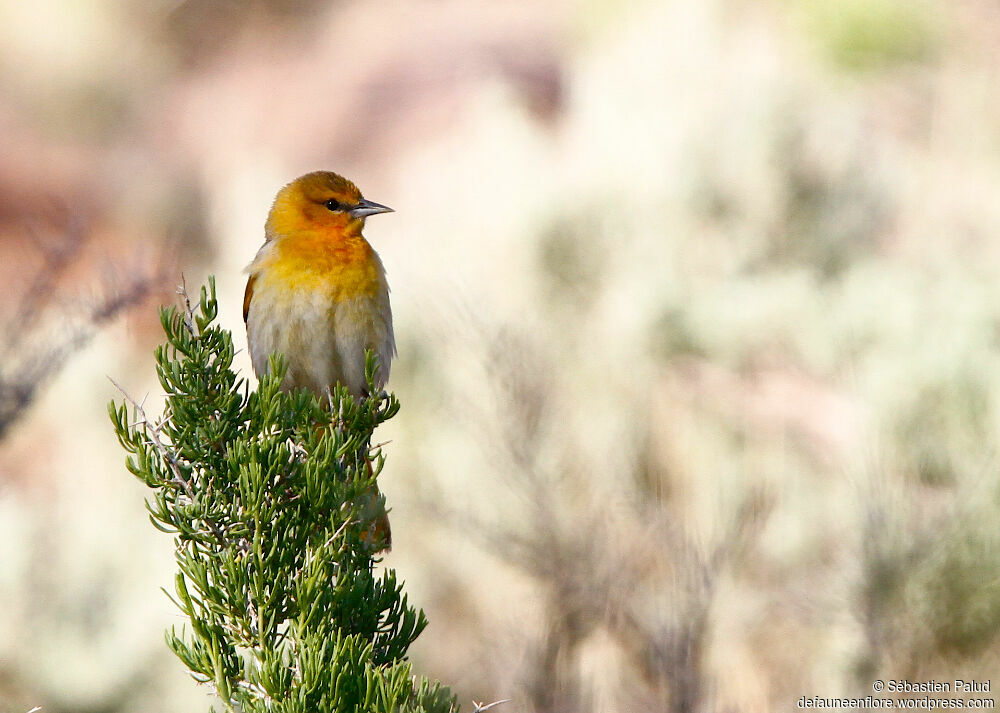 Bullock's Oriole female adult