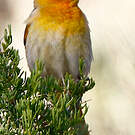 Oriole à ailes blanches