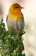 Bullock's Oriole