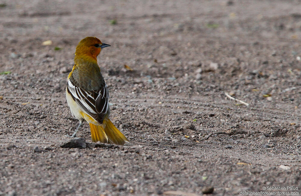 Oriole de Bullock mâle, 1ère année