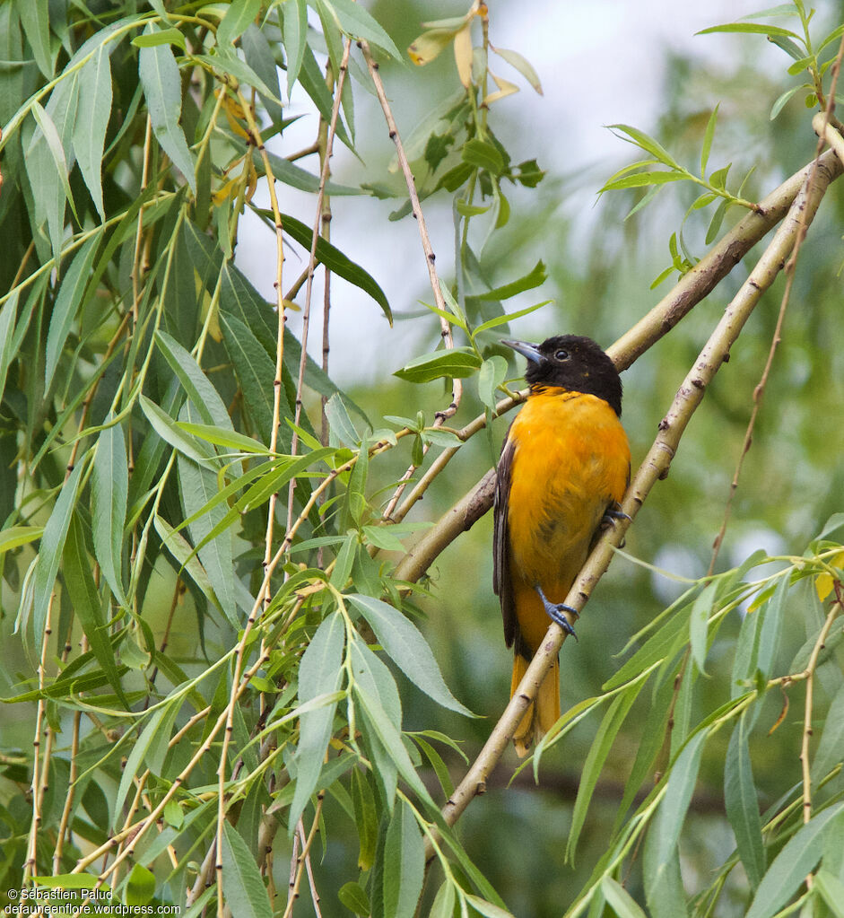 Baltimore Oriole male adult, identification