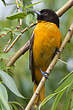 Oriole du Nord