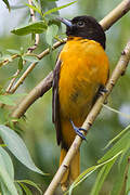 Baltimore Oriole