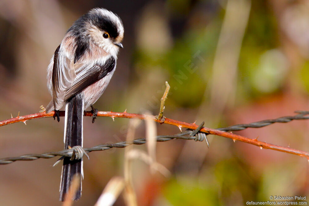 Long-tailed Tit